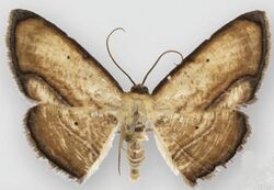 Campatonema tapantia male.JPG