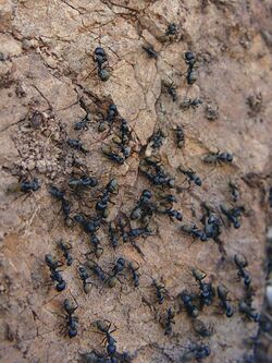 Camponotus aeneopilosus swarm.jpg