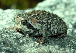 Cape Mountain Rain Frog - Breviceps montanus.jpg