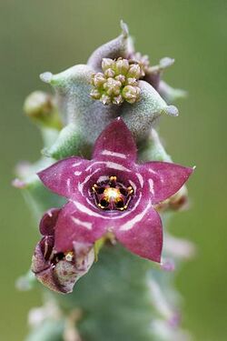 Caralluma europaea - cvet.jpg