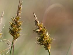 Carex arenaria detail.jpeg