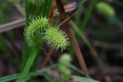 Carex lurida - Shallow sedge.jpg