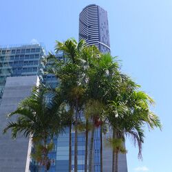 Carpentaria acuminata at QEII Law Courts Brisbane.jpg