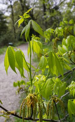 Carya glabra leaves.jpg