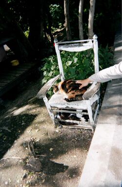 Cat Nap Sunning Chair.jpg