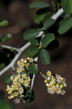 Ceanothus cordulatus.jpg