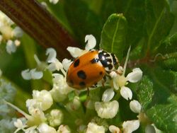 Coccinellidae - Hippodamia variegata-2.JPG