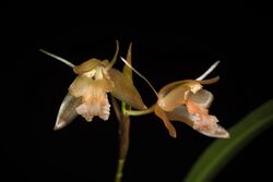 Coelogyne planiscapa Carr, Gard. Bull. Straits Settlem. 8- 74 (1935) (36894066983).jpg