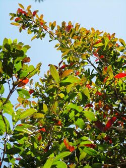 Combretum kraussii, winterlower, Louwsburg.jpg