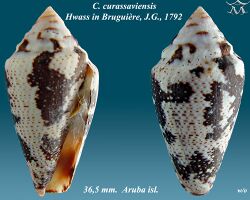 Conus curassaviensis 2.jpg