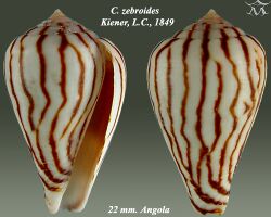 Conus zebroides 1.jpg