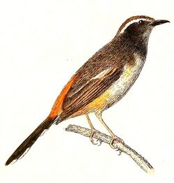 Copsychus luzoniensis 1832.jpg