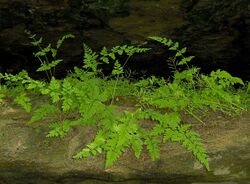 Cystopteris tenuis-habitat.jpg