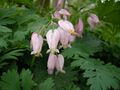 Dicentra formosa by Danny S. - 001.JPG