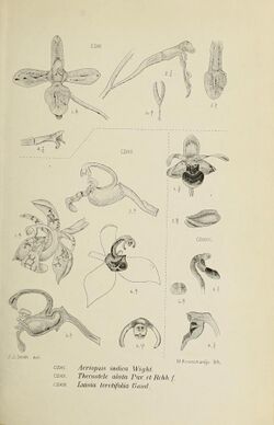Die Orchideen von Java - fig. 411-413 (1912).jpg