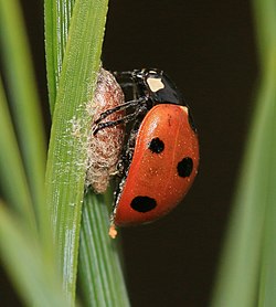 Dinocampus coccinellae pupa with Coccinella septempunctata - Flickr - S. rae.jpg