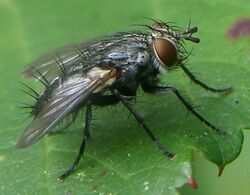 Diptera-Tachinidae-Voria-ruralis-201209210035.JPG