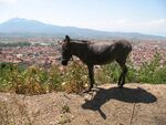 Donkey in Prizren.jpg