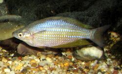 Eastern Rainbowfish 01.jpg