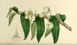 Edwards' botanical register, or, Ornamental flower-garden and shrubbery .. (1829-1847) (20554056343).jpg