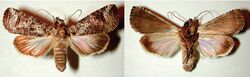 Elymiotis tlotzin female dorsal (left) ventral (right).jpg