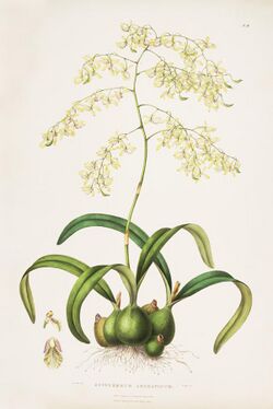 Encyclia incumbens (as Epidendrum aromaticum) - Bateman Orch. Mex. Guat. pl. 10 (1842).jpg
