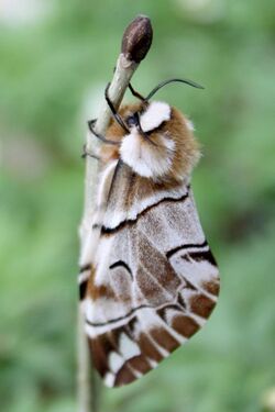 Endromis versicolora - Skäckspinnare.jpg