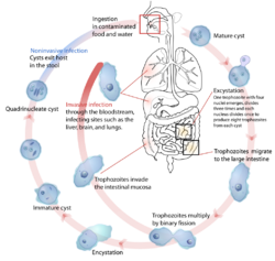 Entamoeba histolytica life cycle-en.svg