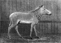 Equus grevyi 1882 (a).jpg