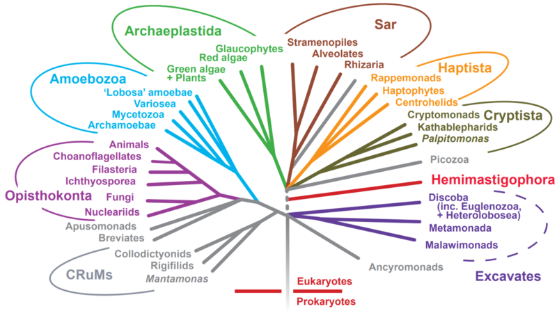 File:Eukaryote Phylogeny.png