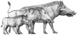 Extinct giant pigs.jpg