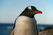 Falkland Islands Penguins 69.jpg