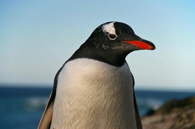 File:Falkland Islands Penguins 69.jpg