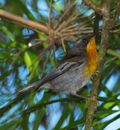 Flame-throated Warbler (edited).jpg