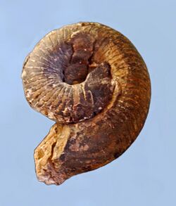 Gasteropods - Ammonites - Trochoceras regale.JPG