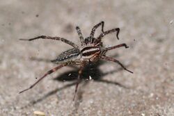 Grass spider (Agelenopsis naevia).JPG
