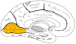 Gray727 lingual gyrus.png