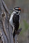 Hairy Woodpecker.jpg