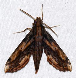 Hawkmoth (Xylophanes guianensis) (27488579879).jpg