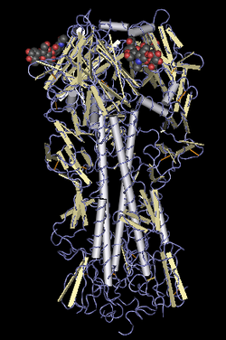 Hemagglutinin molecule.png