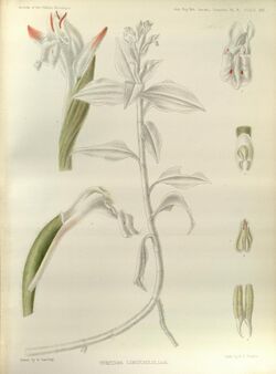 Herpysma longicaulis - The Orchids of the Sikkim-Himalaya pl 367 (1898).jpg