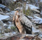 Himalayan Griffon (Gyps himalayensis).jpg