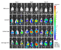 Imaging of engineered E. coli Nissle 1917 in the mouse gut.pdf