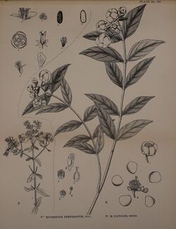 Indian medicinal plants (Plate 101) (7824381440).jpg
