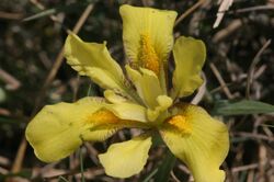 Iris humilis (Sand-Schwertlilie) IMG 8456.JPG