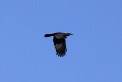 Jamaican crow.jpg