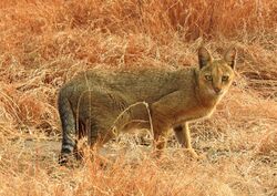 Jungle Cat Felis chaus by Dr. Raju Kasambe DSCN7957 (3).jpg