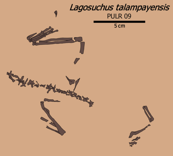File:Lagosuchus fossil illustration.png