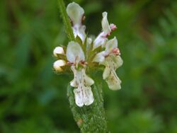 Lamiaceae - Stachys recta.JPG