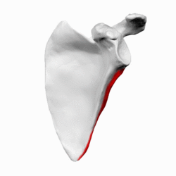 Lateral border of left scapula - animation.gif